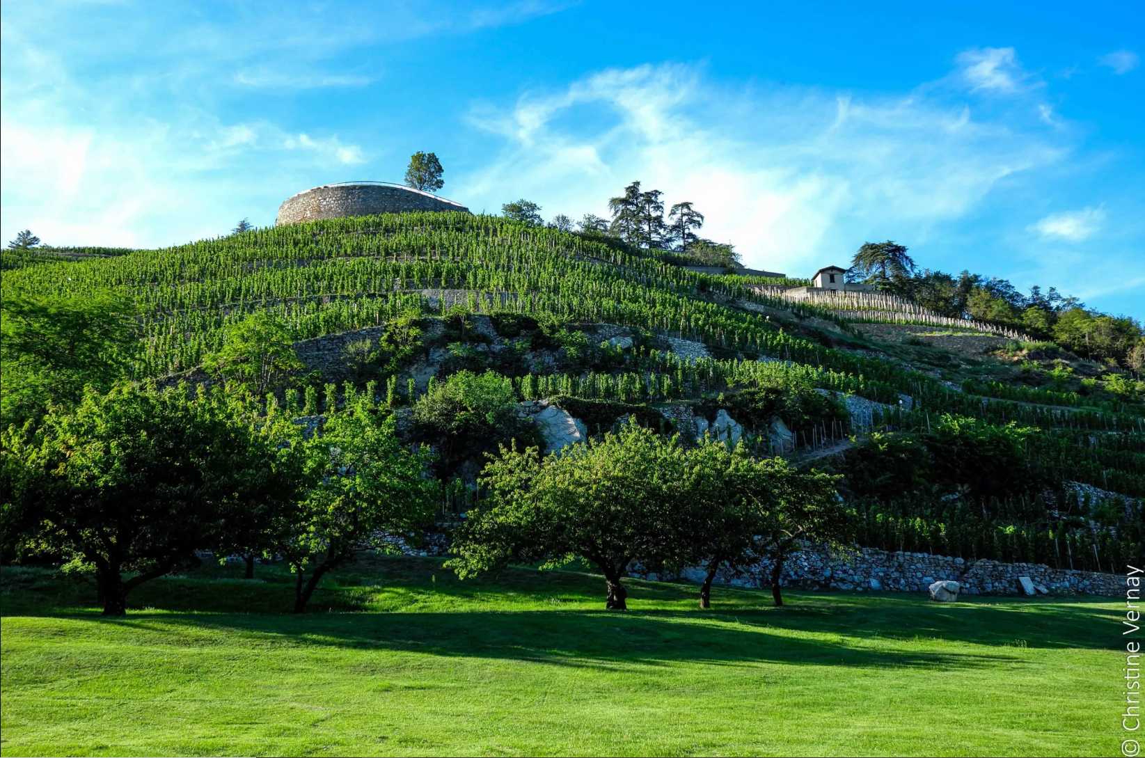 Le Côteau de Vernon avec les plus vieilles vignes de Viognier du monde