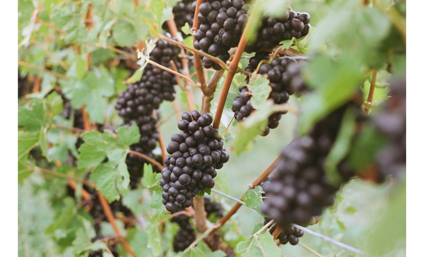Soirée dégustation le 30 juin : Pinot d'ici et d'ailleurs