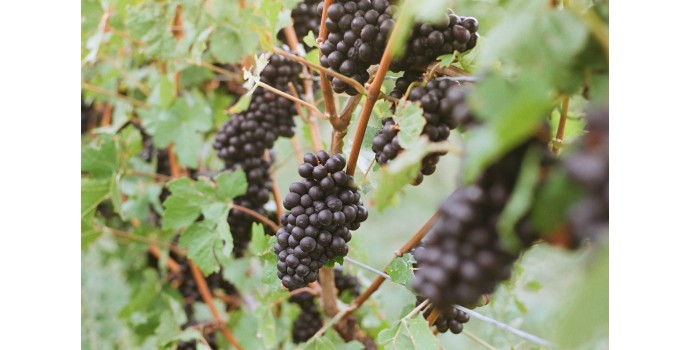 Soirée dégustation le 30 juin : Pinot d'ici et d'ailleurs Soirée dégustation le 30 juin : Pinot d'ici et d'ailleurs