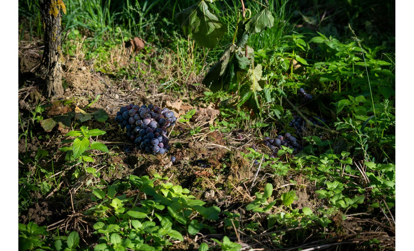 Soirée dégustation le 28 février 2025 : Terroir , l'équation du vin