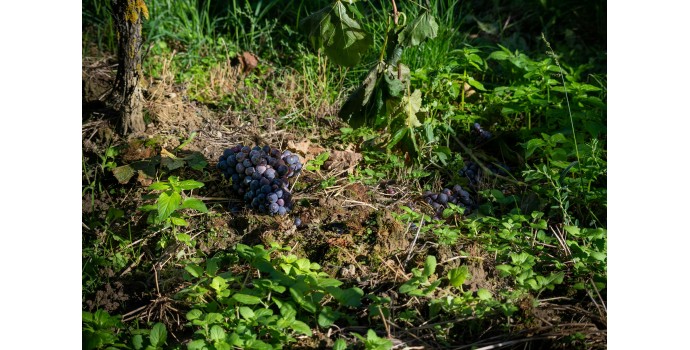 Soirée dégustation le 28 février 2025 : Terroir , l'équation du vin Soirée dégustation le 28 février 2025 : Terroir , l'équation du vin