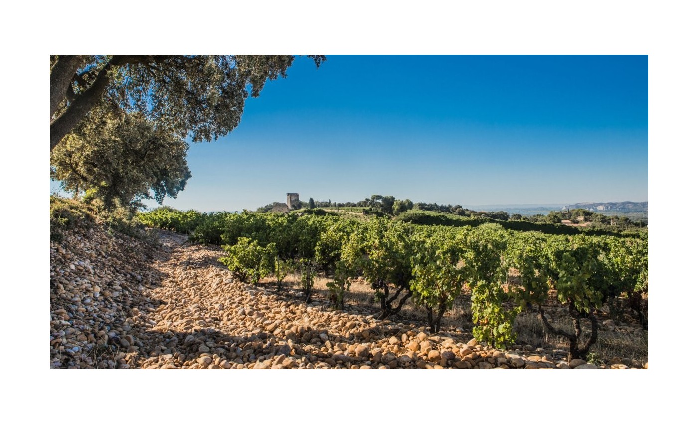 Rhône nord vs sud : quelles différences entre ces deux styles de vin ?