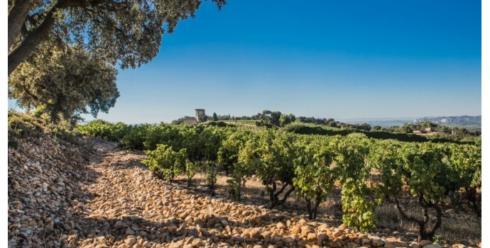 Rhône nord vs sud : quelles différences entre ces deux styles de vin ?